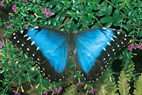 Blue Morpho