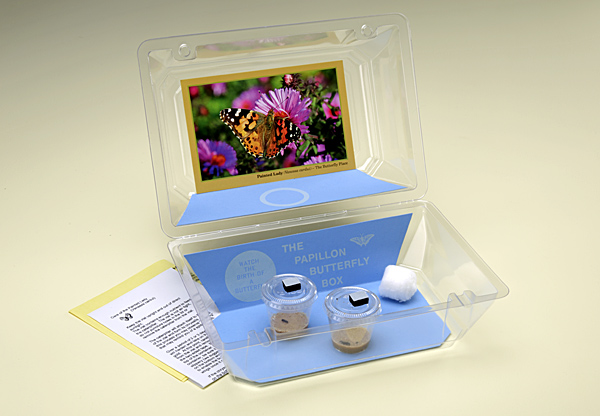 Butterfly Hatching Kit, contains 2 Painted Lady Caterpillars.