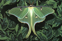 Luna Silkmoth