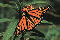 Monarch Butterfly